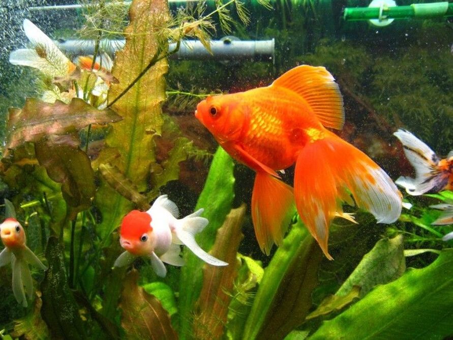 peníze akvárium se zlatými rybkami